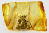 Fossil Dagger Fly (Empididae) In Baltic Amber #352922-1